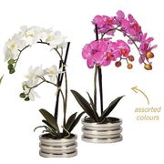 16" Orchid - $39.00