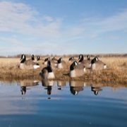 Cabela's Waterfowl Wednesday Flash Sale: $100 Canada Goose Shell Variety Pack, $60 Unisex Boot, $200 Gunrunner Pack + More