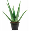 Aloe Vera Plant  - $5.98