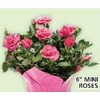 6" Mini Roses - $7.88