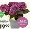 6.5" Premium Potted Hydrangea - $19.99